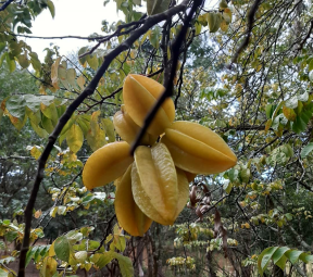 Caminho dos Mirtilos